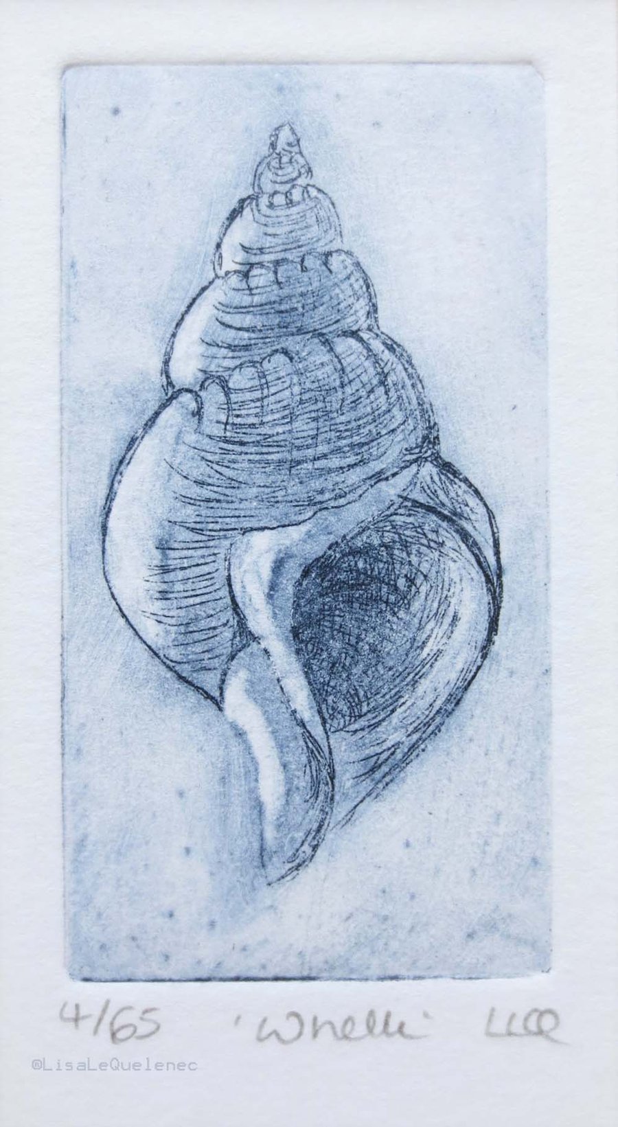 Original etching of a whelk seashell no. 4 of 65 in a limited edition