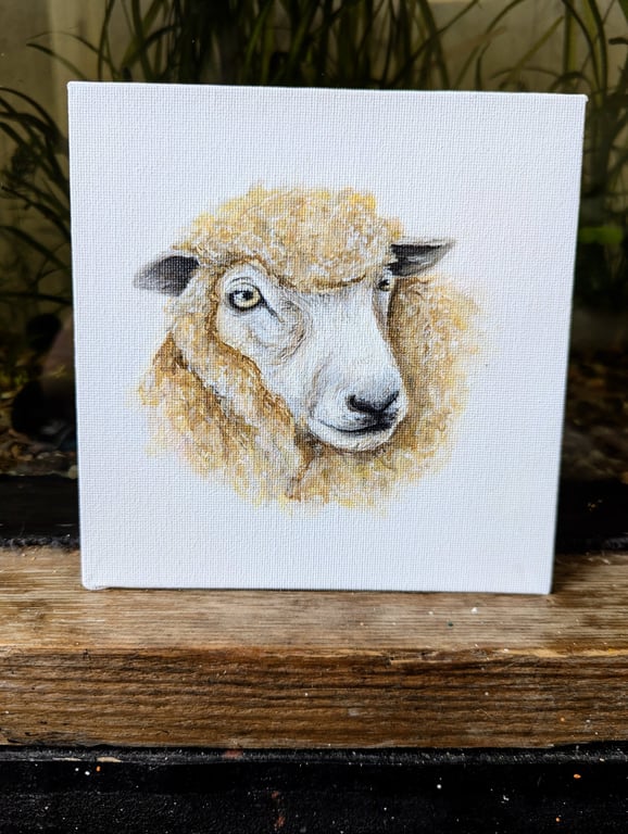 Romney Ewe Sheep Acrylic Portrait Painting 