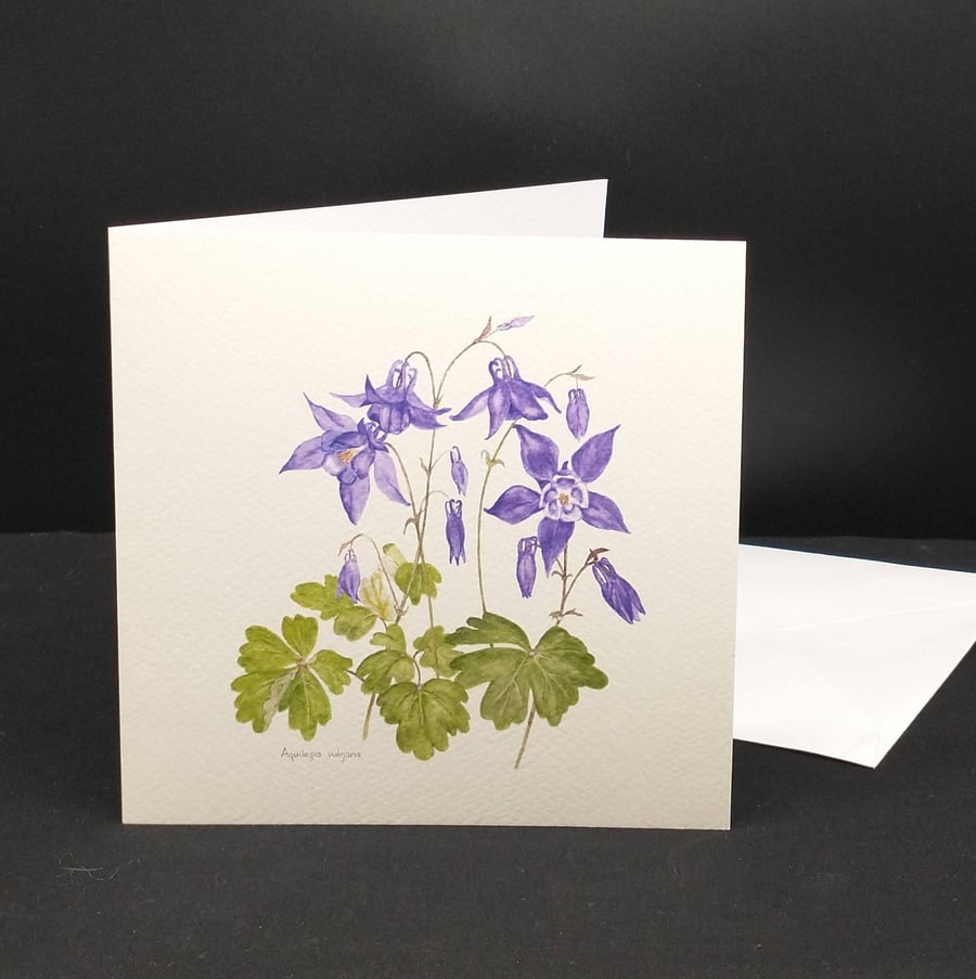 Aquilegia greetings card