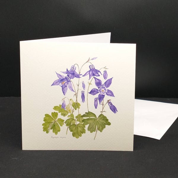 Aquilegia greetings card