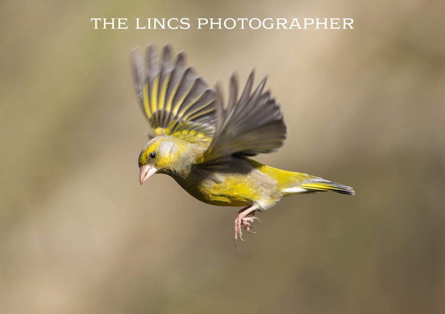 Greenfinch print (Limited edition of 10)