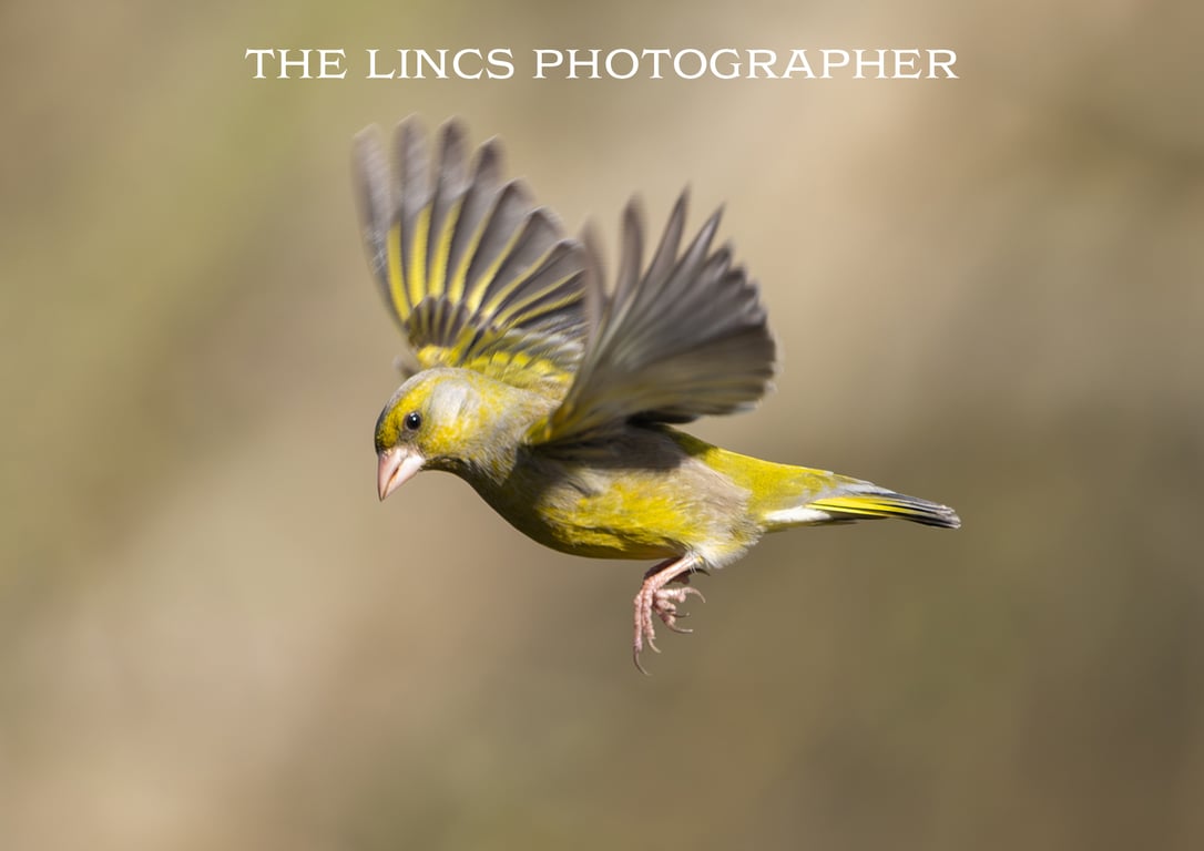 Greenfinch print (Limited edition of 10)