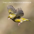Greenfinch print (Limited edition of 10)