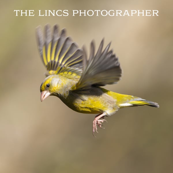 Greenfinch print (Limited edition of 10)
