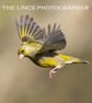 Greenfinch print (Limited edition of 10)