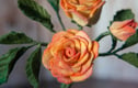 Potted Flowers
