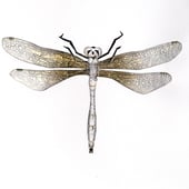 Becky Haywood Designs