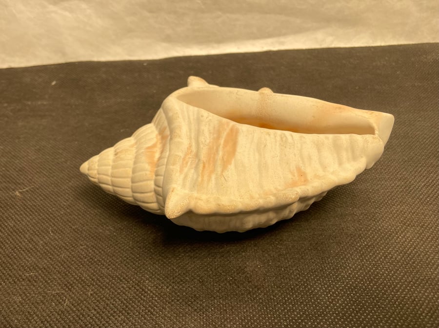  Conch shell made in white cement blend with terracotta highlights