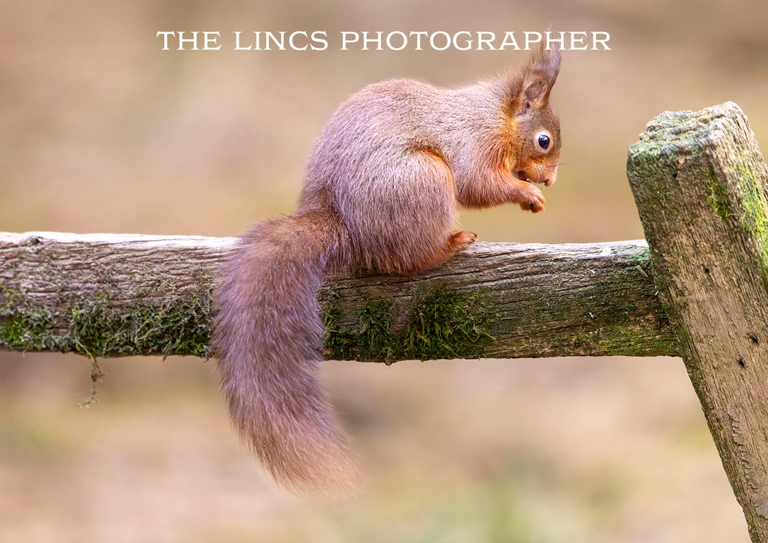 Red Squirrel print (Limited edition of 10)