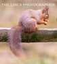 Red Squirrel print (Limited edition of 10)
