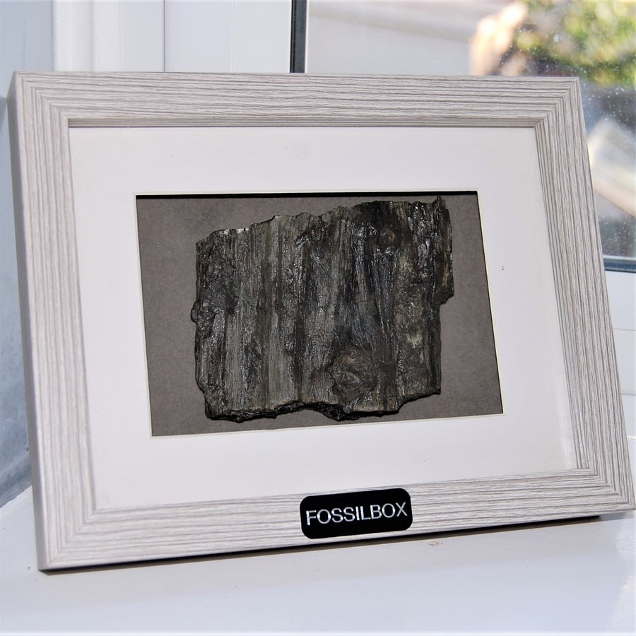 Petrified wood in shadow box frame