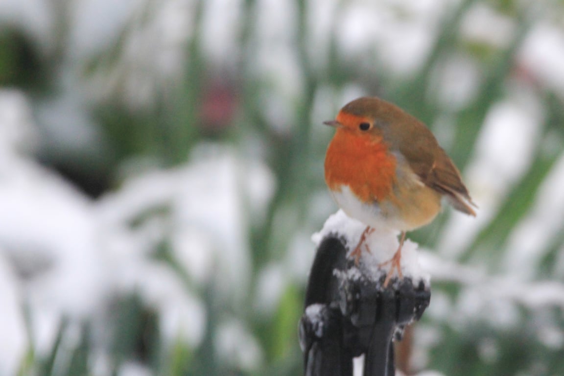 Garden Bird Greetings Card - Robin Photography - Blank inside.