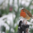 Garden Bird Greetings Card - Robin Photography - Blank inside.