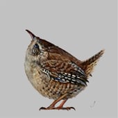 Justine Williams Art