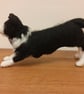 Border Collie - Image 2