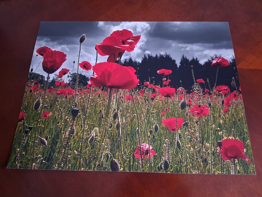 FIELD OF POPPIES PHOTO 16 X 12