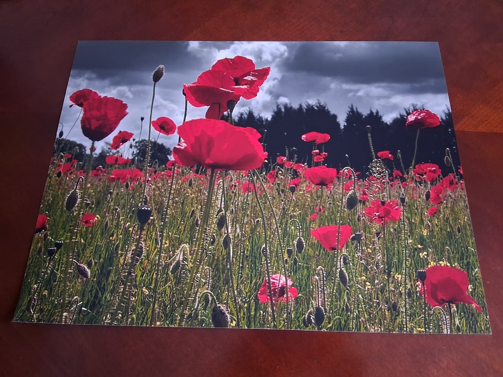 FIELD OF POPPIES PHOTOGRAPH - 16x12