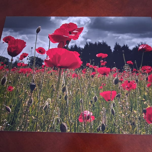 FIELD OF POPPIES PHOTO 16 X 12