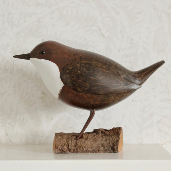 Dipper on driftwood