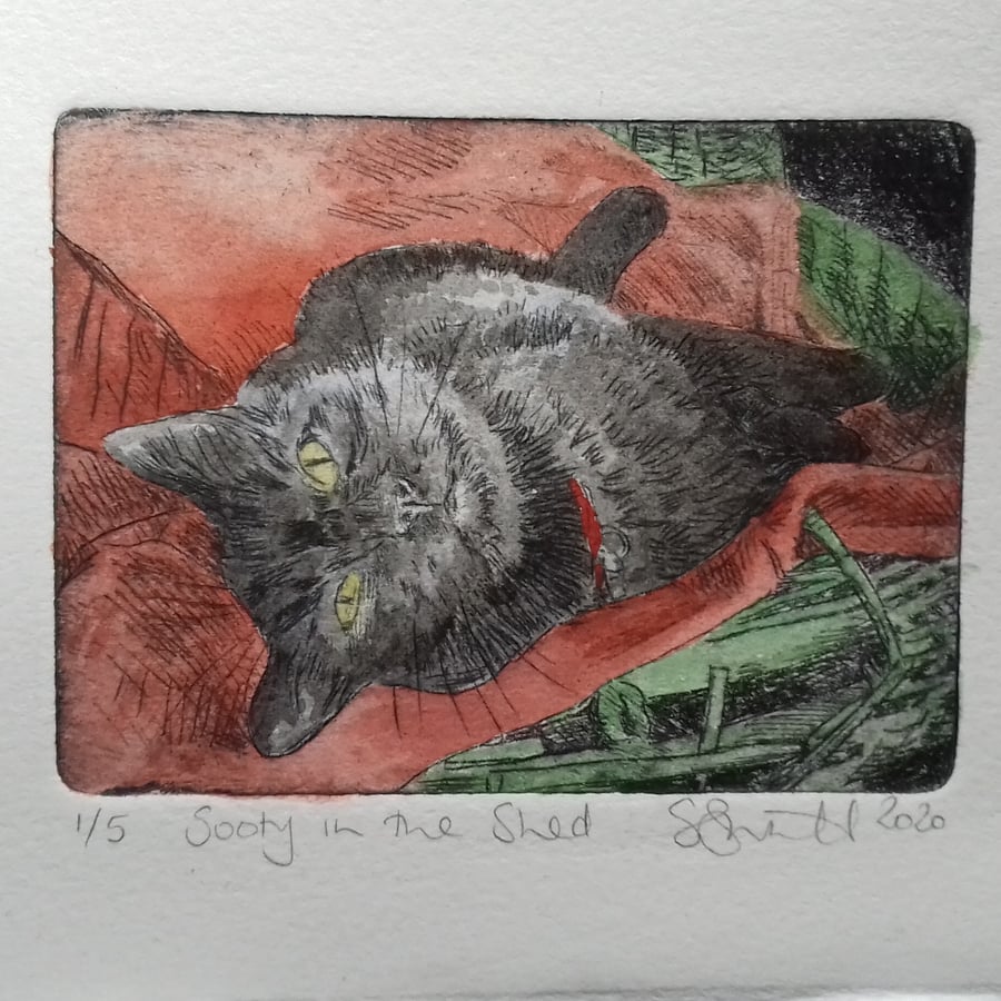 'Sooty in the Shed' drypoint etching with watercolour