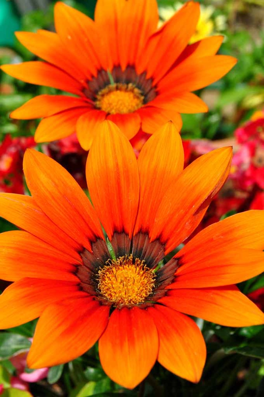 Orange Gazania African Daisies Summer Flower Photograph Print