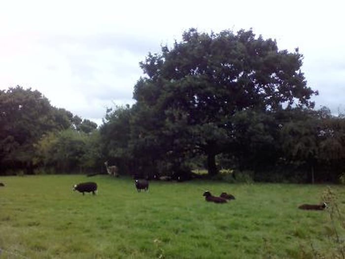 Maid in Heart of the Forest