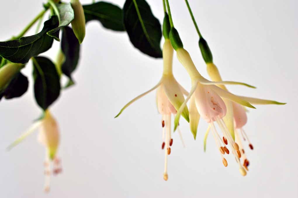 White Fuchsia Hawkshead Summer Flower Photograph Print