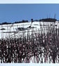 Bramble Hedge original screen print - Super Seconds Festival - Image 1