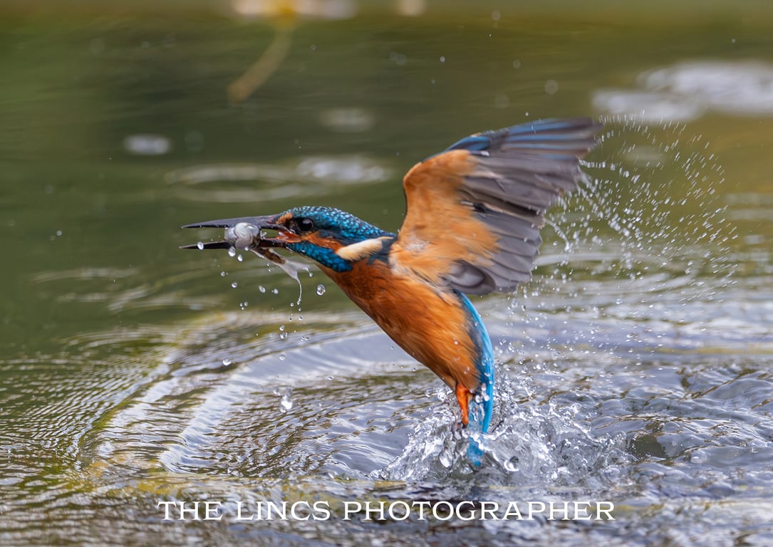 Kingfisher print (Limited edition of 10)