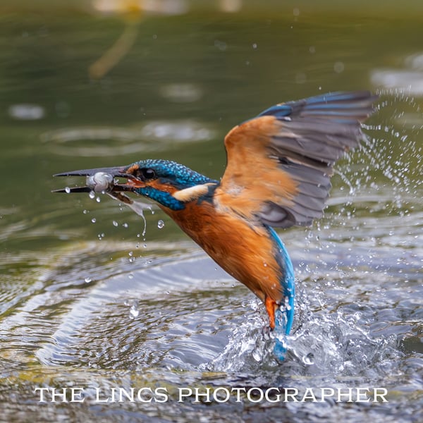 Kingfisher print (Limited edition of 10)