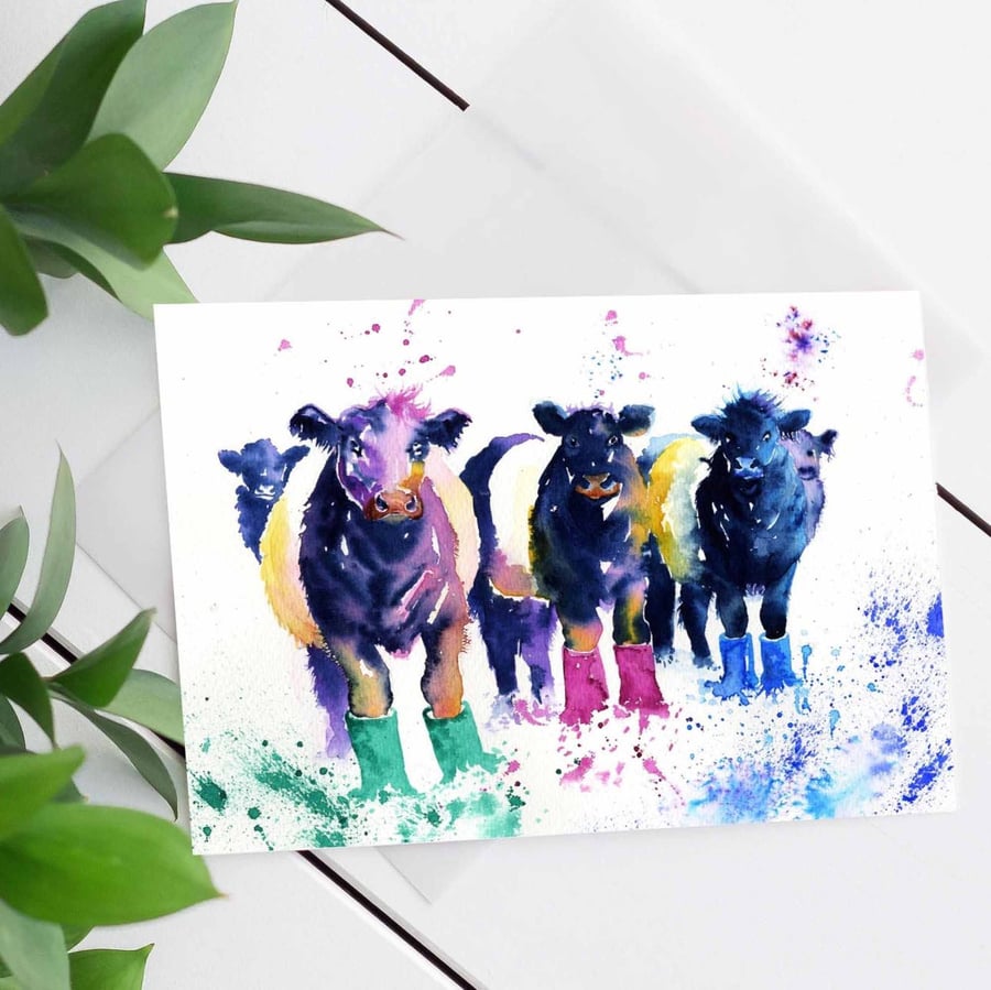  Belted Galloway Card