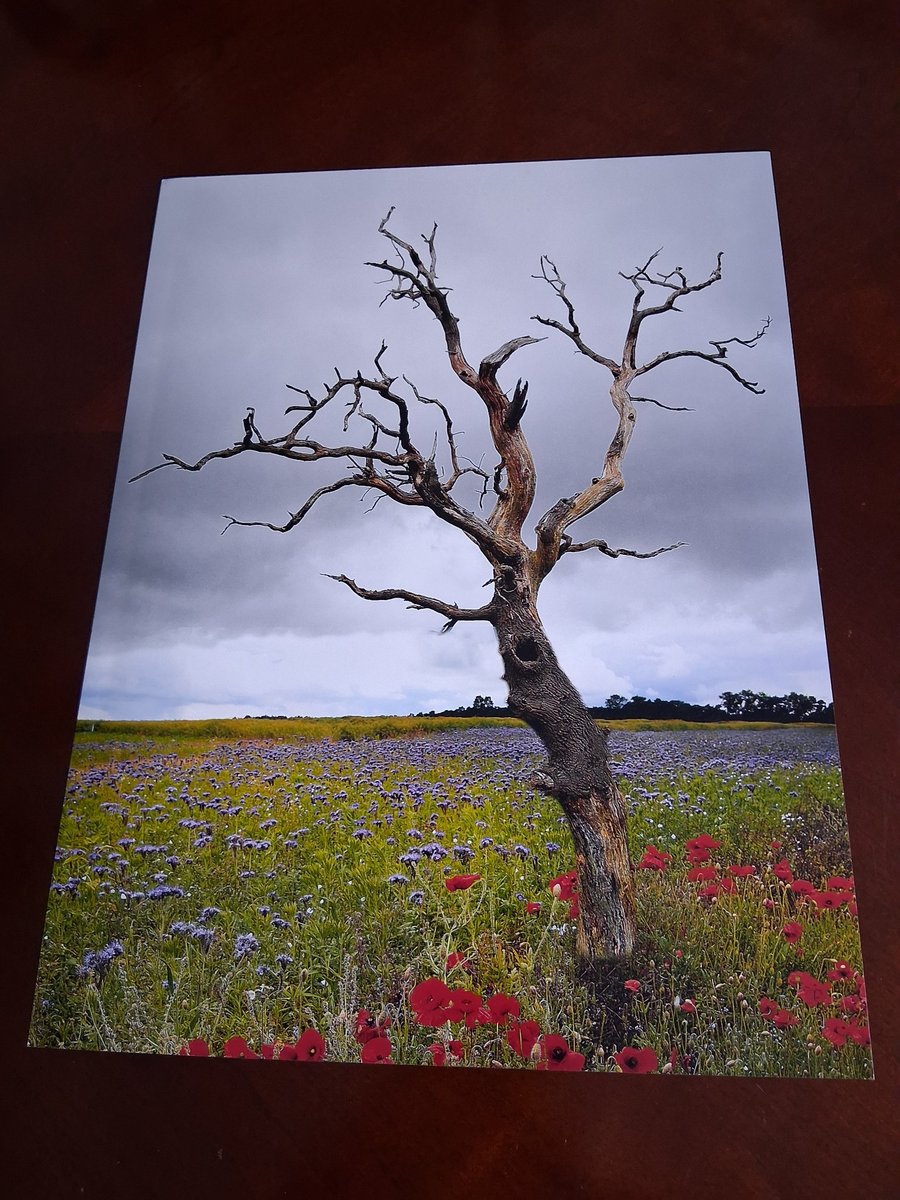TREE AND A POPPY PHOTO 16 X 12