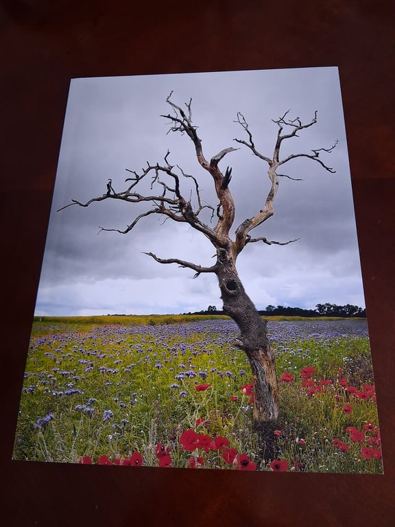 OLD TREE IN POPPY FIELD PHOTO - 16x12