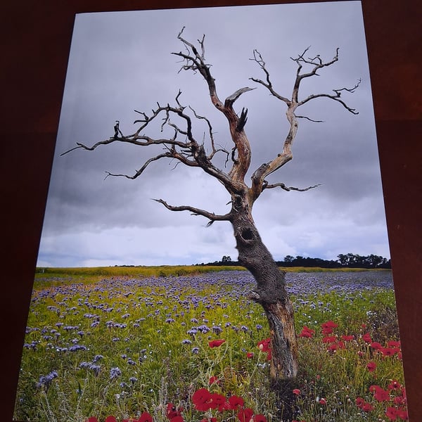 TREE AND A POPPY PHOTO 16 X 12
