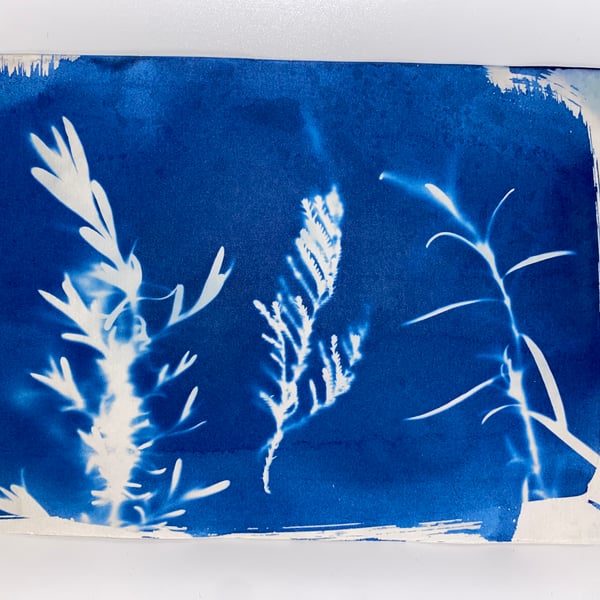 Botanical Prints