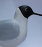 Black- headed gull - Image 5