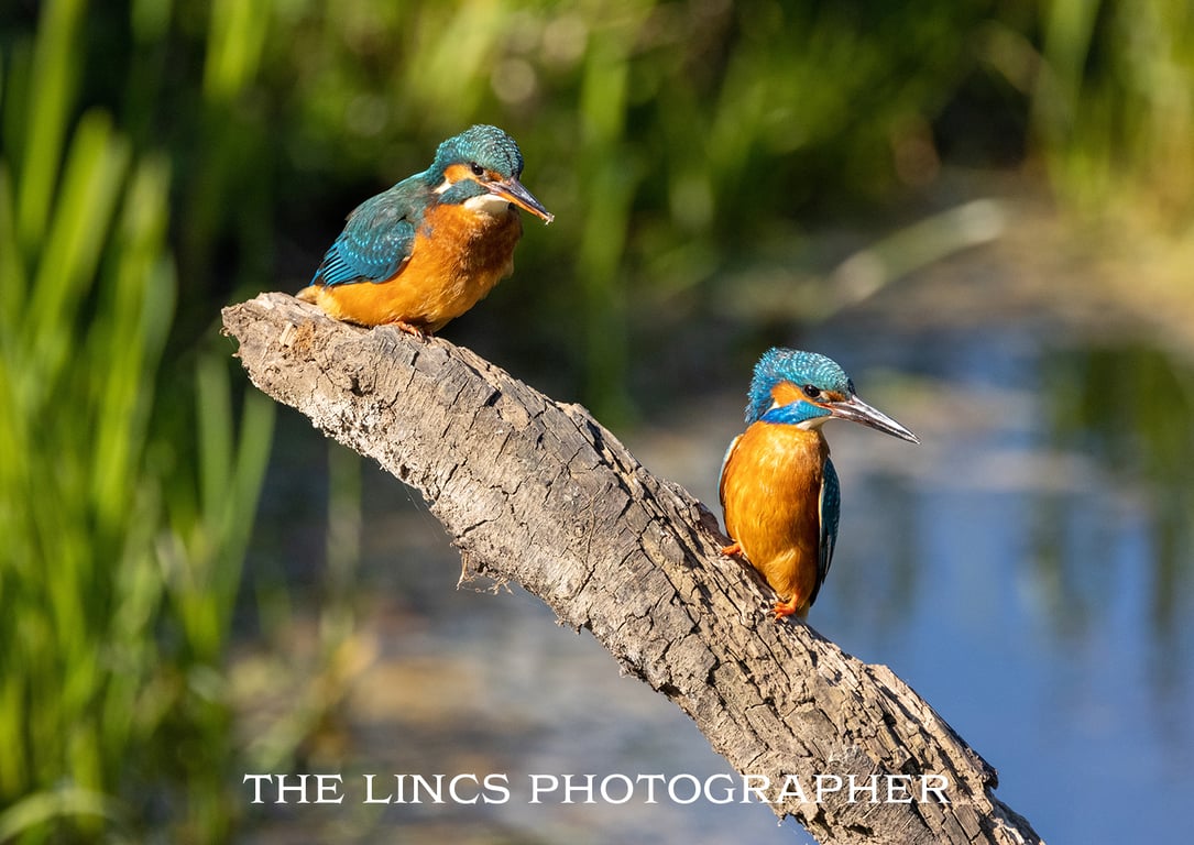 A pair of Kingfishers print (Limited edition of 10)
