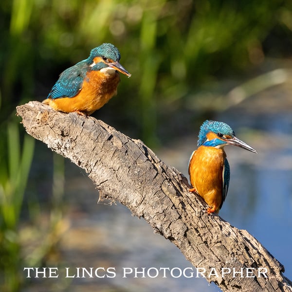 A pair of Kingfishers print (Limited edition of 10)