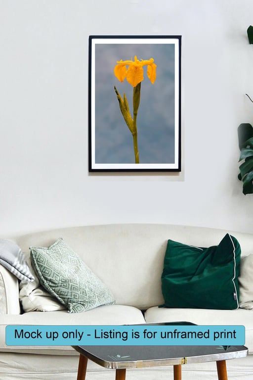 Yellow Flag Iris flower wall art print
