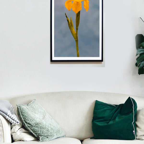 Yellow Flag Iris flower wall art print
