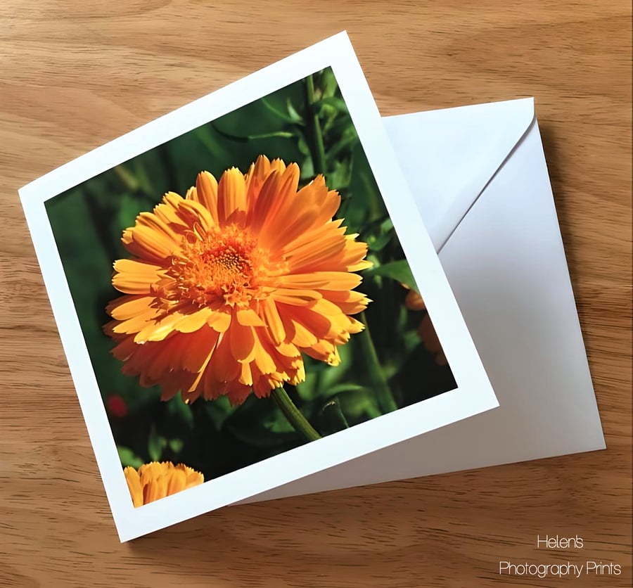 Orange Marigold Greetings Card, Flower Photography, Blank Inside, Square Card