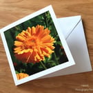 Orange Marigold Greetings Card, Flower Photography, Blank Inside, Square Card