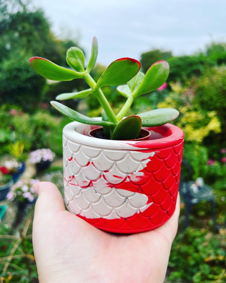 Indoor Plant Pot Eco-Friendly