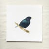 Watercolour starling giclée print
