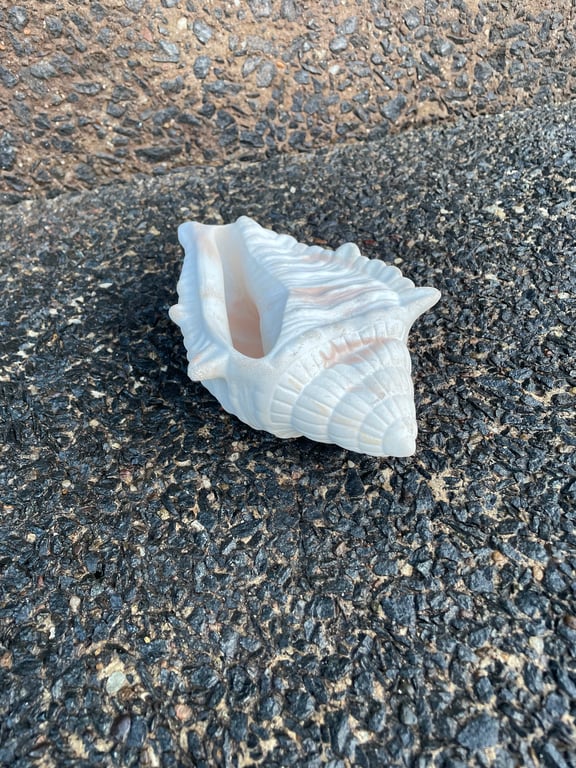  Handmade Queen Conch Shell  White & Terracotta Cement Decor Coastal Home Decor 