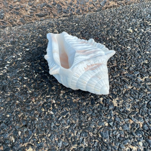  Handmade Queen Conch Shell  White & Terracotta Cement Decor Coastal Home Decor 