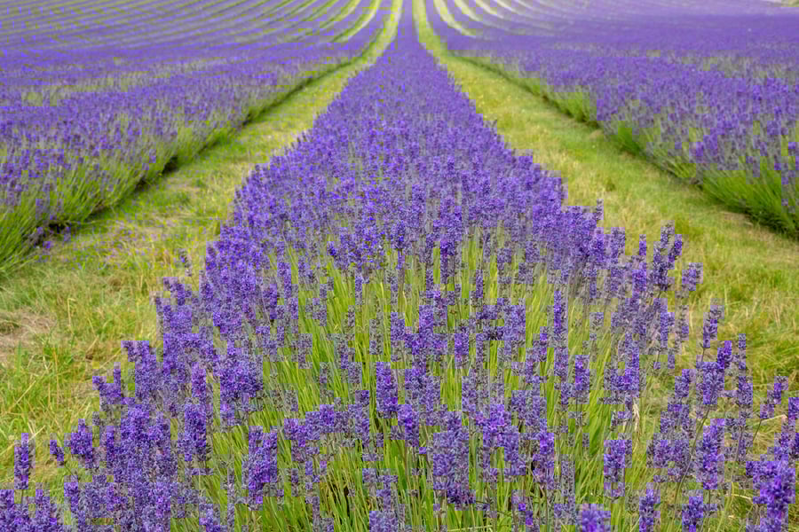 Infinite lines of Lavender print