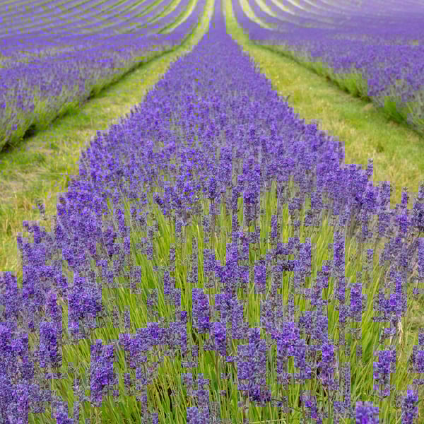 Infinite lines of Lavender print