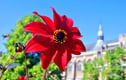 Flower Floral Photographs Prints