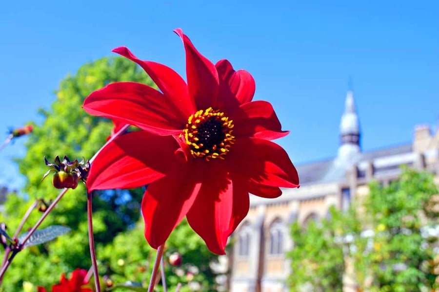 Red Dahila Summer Flowering Plant Photograph Print